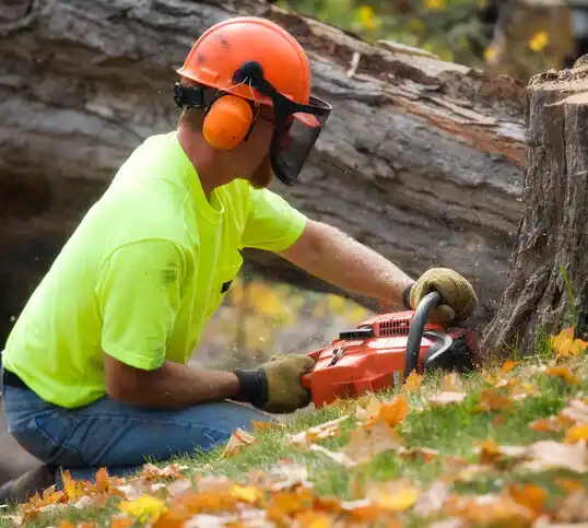 tree services Stoutsville